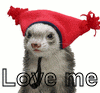 brownbetty: Love me (Ferret wearing hat: love me!) brownbetty: Ferret wearing hat: love me! (Love me)