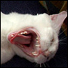 Cats - Cordelia - Mouth