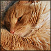 Photo of an orange tabby curled up and half asleep