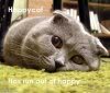 anne_d: Happycat anne_d: (Happycat)