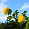 Family Roses Two yellow roses against a bright blue sky.