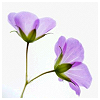 two purple flowers on a single stem