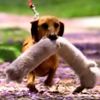 not gonna lie, if I had a stuffed penis and a dachsund it would def. end up as a dog toy