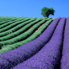 rows of lavender and an unidentified green crop